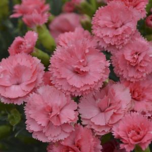 Dianthus (Pinks) Proven Winners